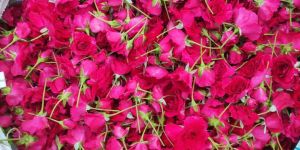 Rose Flowers (Kashmiri Verity)