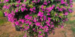 Bougainvillea Garden Plant
