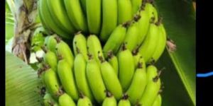 Fresh Green Banana