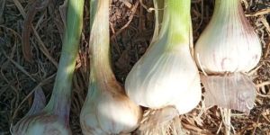 Garlic