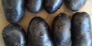 Black Potato Seed
