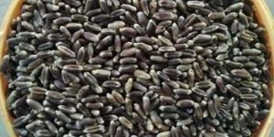 Black Wheat Seed