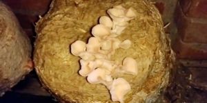 Dry Oyester Mushroom