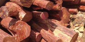 Red Sandalwood