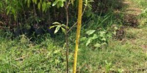 White Sandalwood Plants