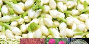 Fresh Jasmine Flowers