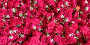 Mirabel Rose Flowers