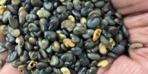 Green Grow Organic Manure Sunhemp Seeds