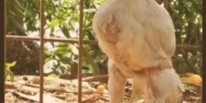 Aseel Long Tail Chicks