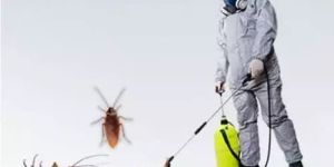 Cockroach Control Services