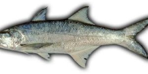 Indian Salmon