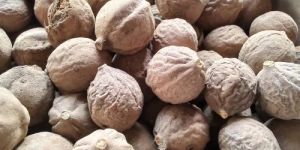 Baheda Fruit Bibttiki