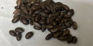 Sitafal Seedcustard Apple Seed