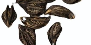 bichufali kakamachi solanum nigrum