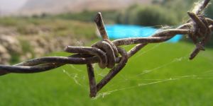 Barbed Wire