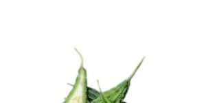 Natura Ayur Bitter Melon Extract Powder