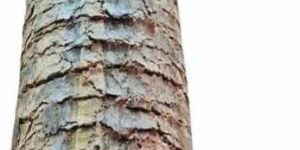 80mm Wooden Biomass Briquette