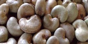 Cashew Nuts