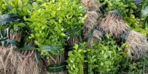 Jasmine Flower Plant