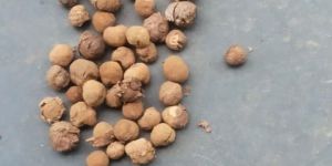 Natural Teak Wood Seeds