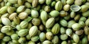 Coriander Seeds
