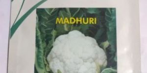 Clause Cauliflower Madhuri