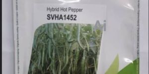 Seminis Seeds Chilli -1452