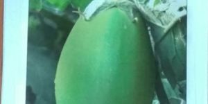 Sungro Brinjal Seeds No 1014