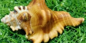 Cymatium Rerryi Large Shells