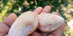 Protapes Ziczac Seashell