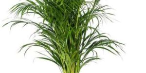Areca Palm Plants