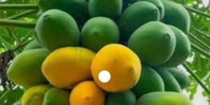 Organic Papaya
