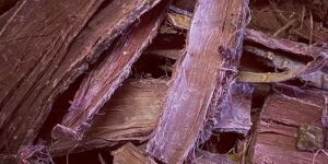 Mimosa Tenuiflora Root Bark