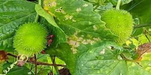 Herbal Medicine Plants