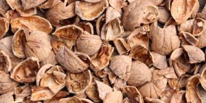 Walnut Shells