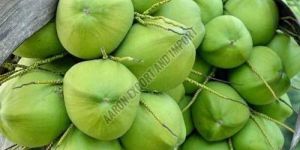 Green Tender Coconut