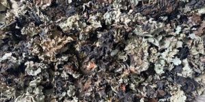 Nigerian Black Stone Flower