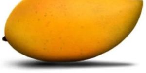 Fresh Totapuri Mango