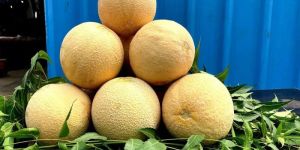 a Grade Kundan Muskmelon