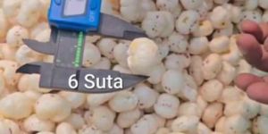 6 Suta Makhana