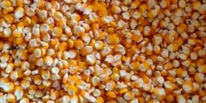 Maize Seeds