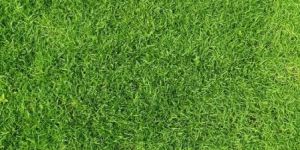 Bermuda Grass Carpet