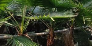 Bismarckia Palm Tree