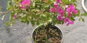 Bougainvillea Plant