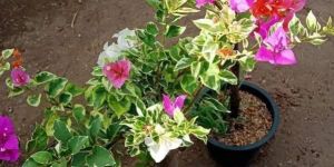 Bougainvillea Flower Plant