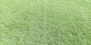 Mexican Grass