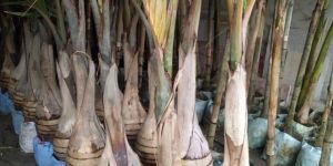 Champion Palm Plant