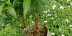 Mini Tagar Plants