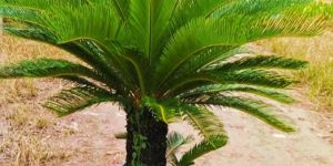 Cycas Plant