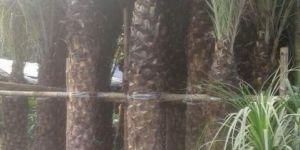 Date Palm Tree